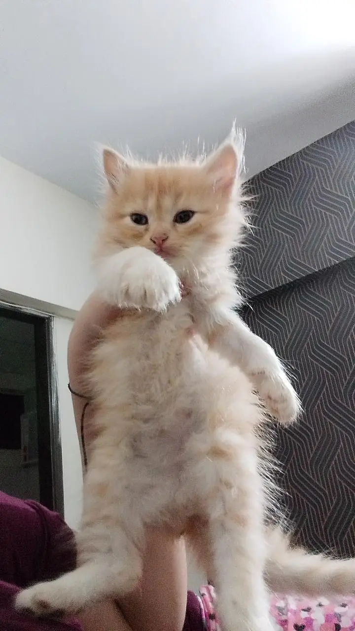 Persian kittens for sale 15k for pair — photo 2
