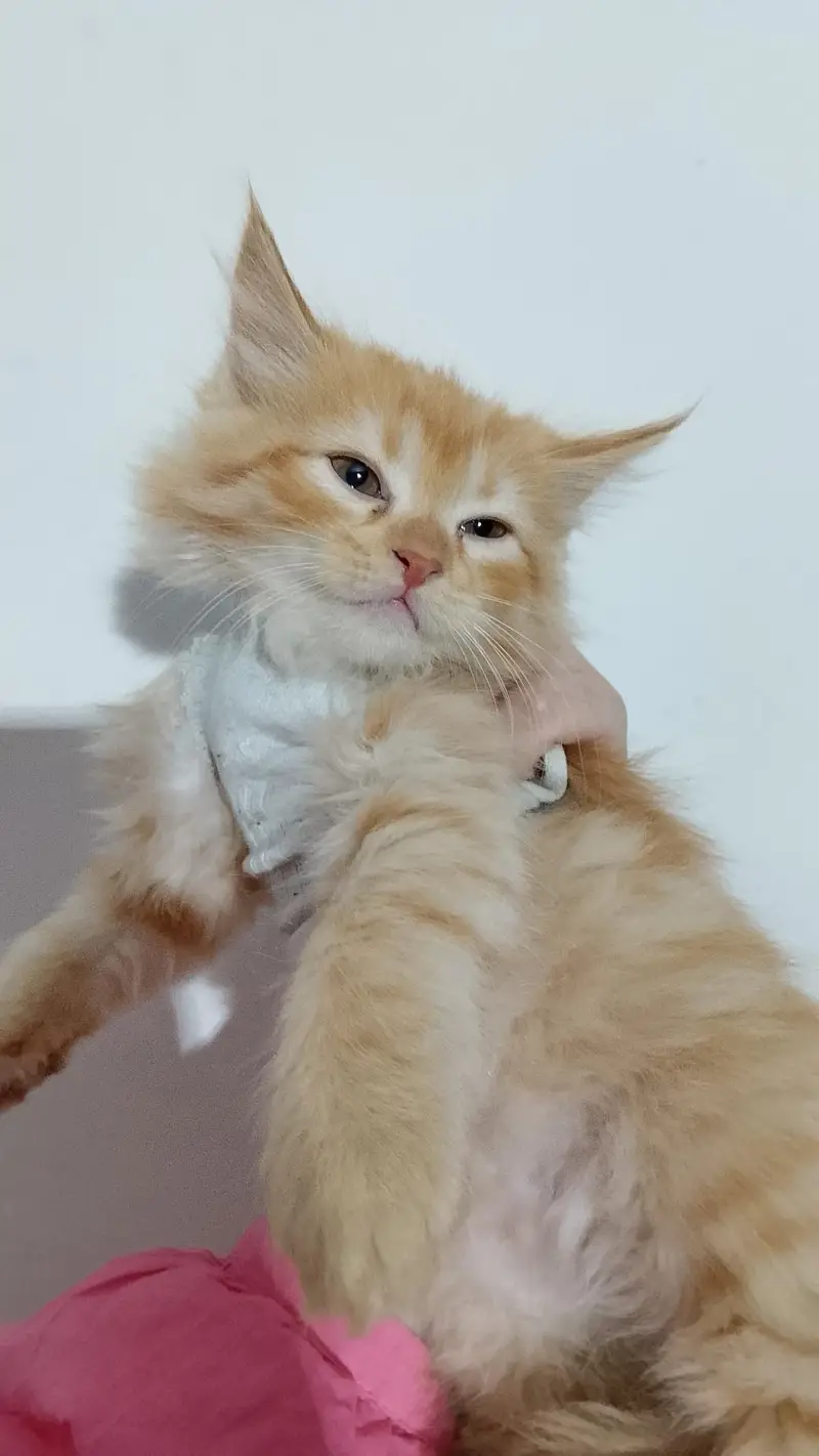 Persian kittens for sale 15k for pair — photo 3