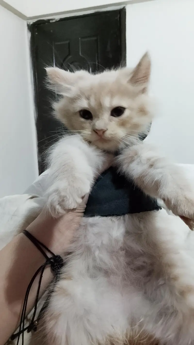 Persian kittens for sale 15k for pair — photo 4