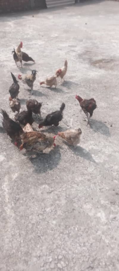 desi golden murgiya