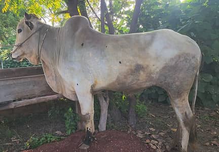 dhanni bull, bail for sale