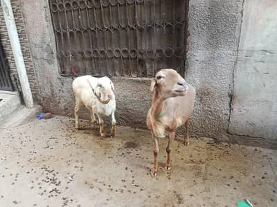 sath Bakra h iska