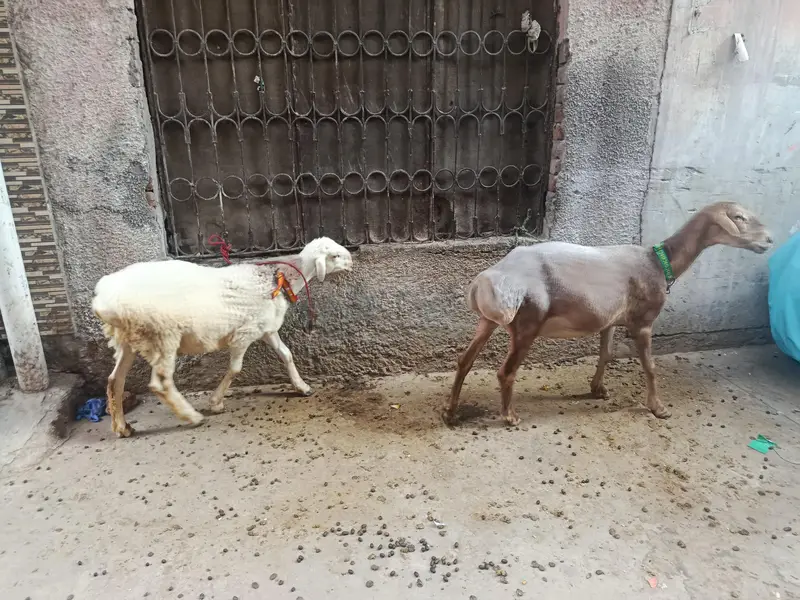 sath Bakra h iska — photo 2