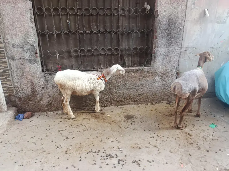 sath Bakra h iska — photo 3