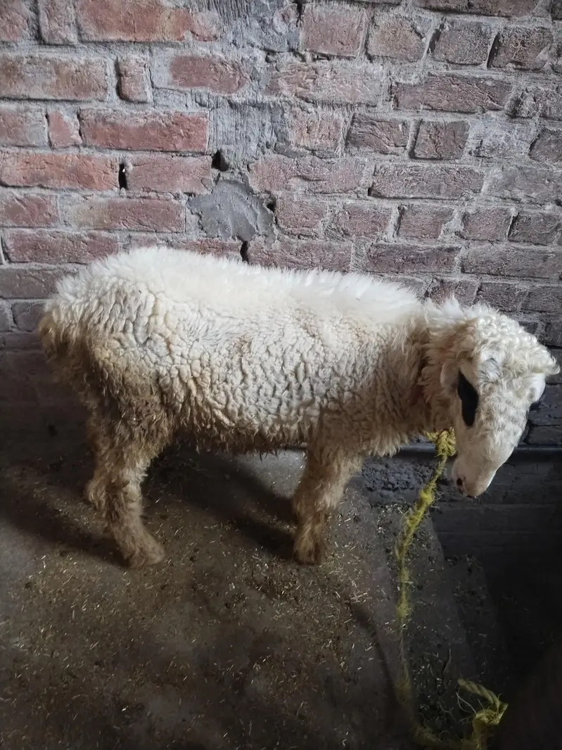 urgent sale 03211426532