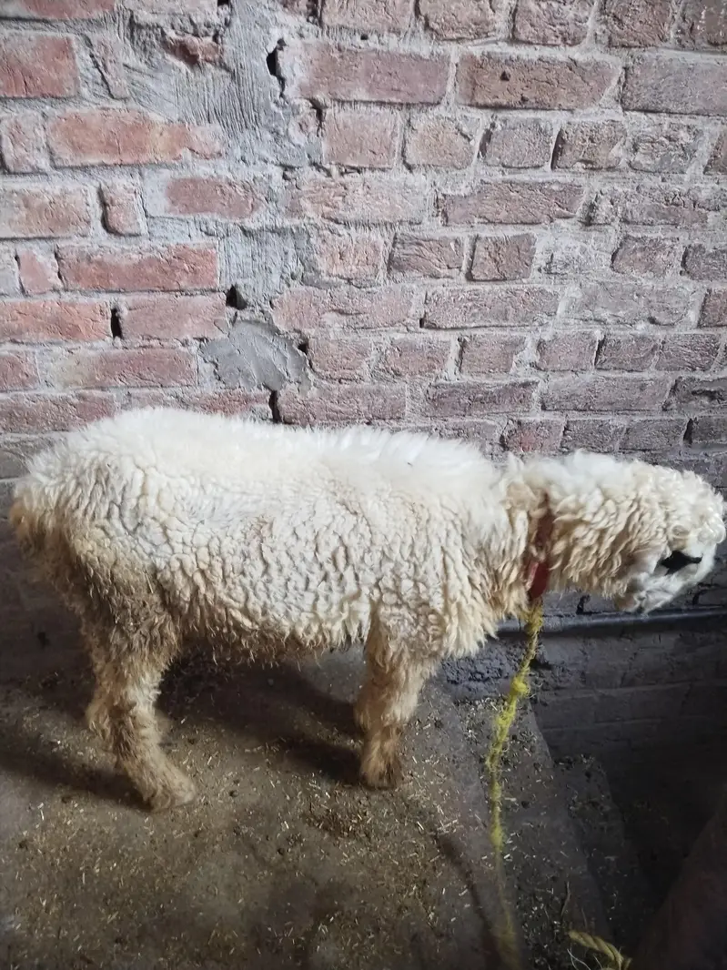urgent sale 03211426532 — photo 2