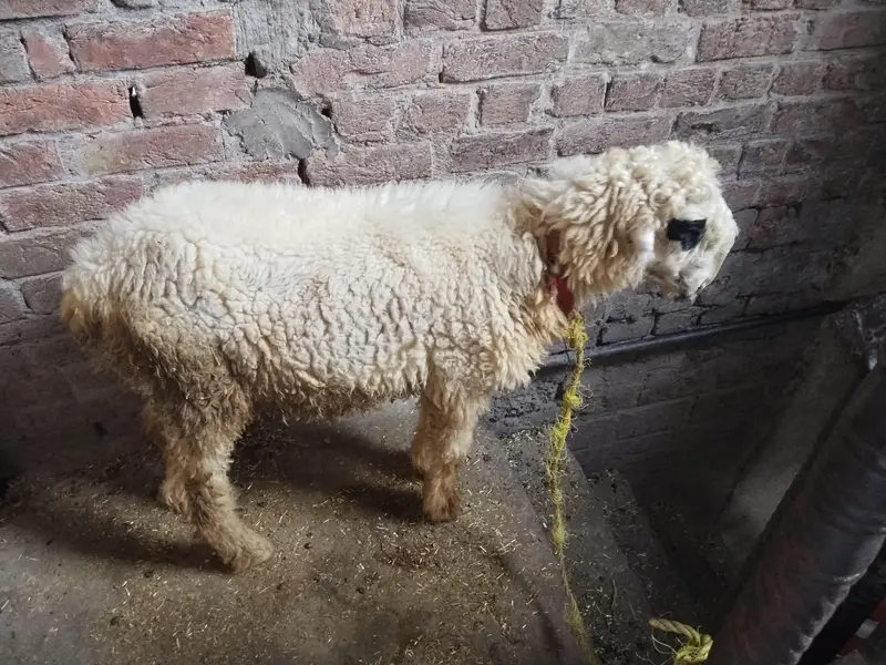 urgent sale 03211426532 — photo 3