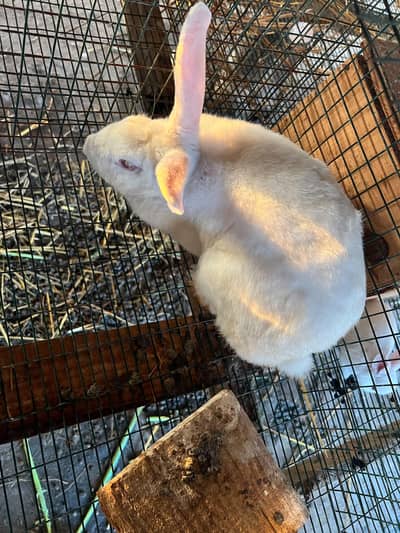 Newzealand white breeder pair