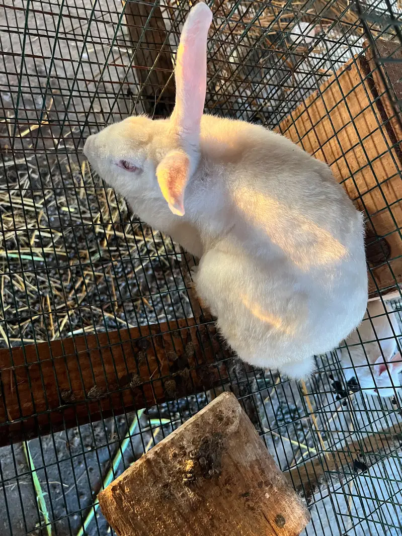 Newzealand white breeder pair