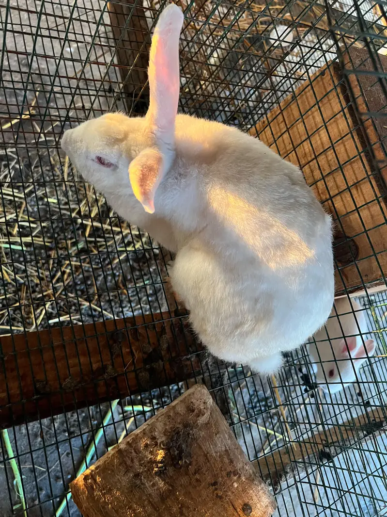 Newzealand white breeder pair — photo 2