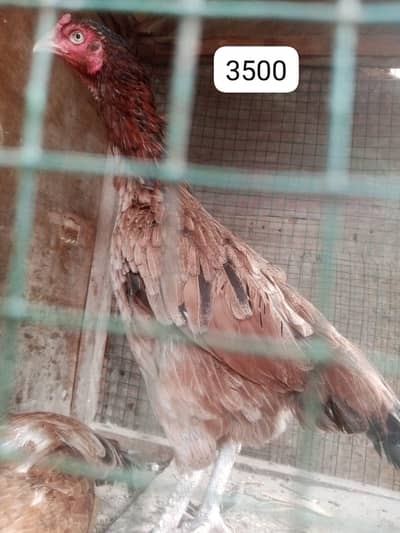 Aseel murgha and murghi for sale