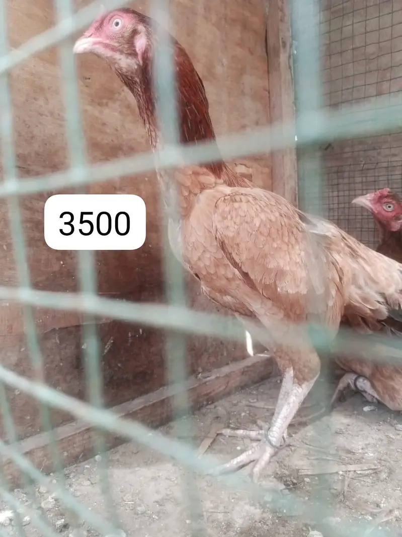 Aseel murgha and murghi for sale — photo 2