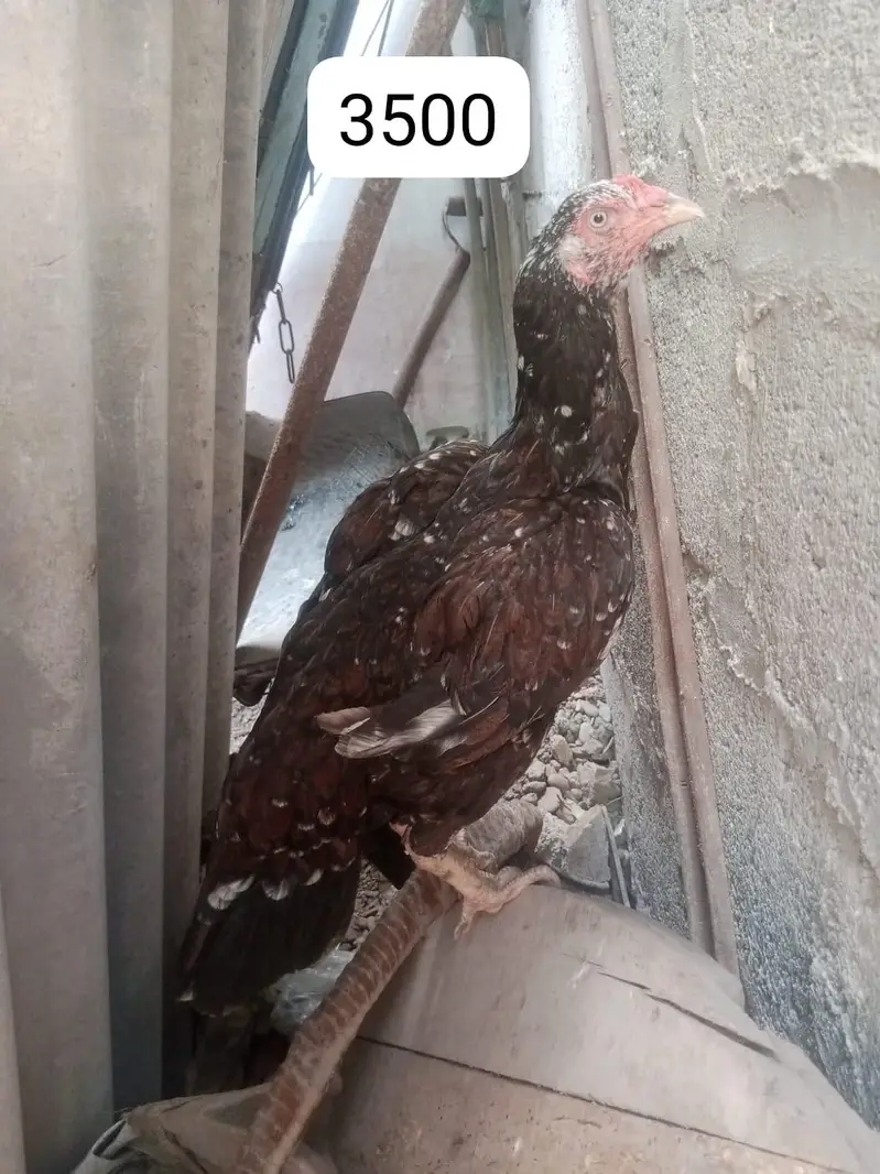 Aseel murgha and murghi for sale — photo 3