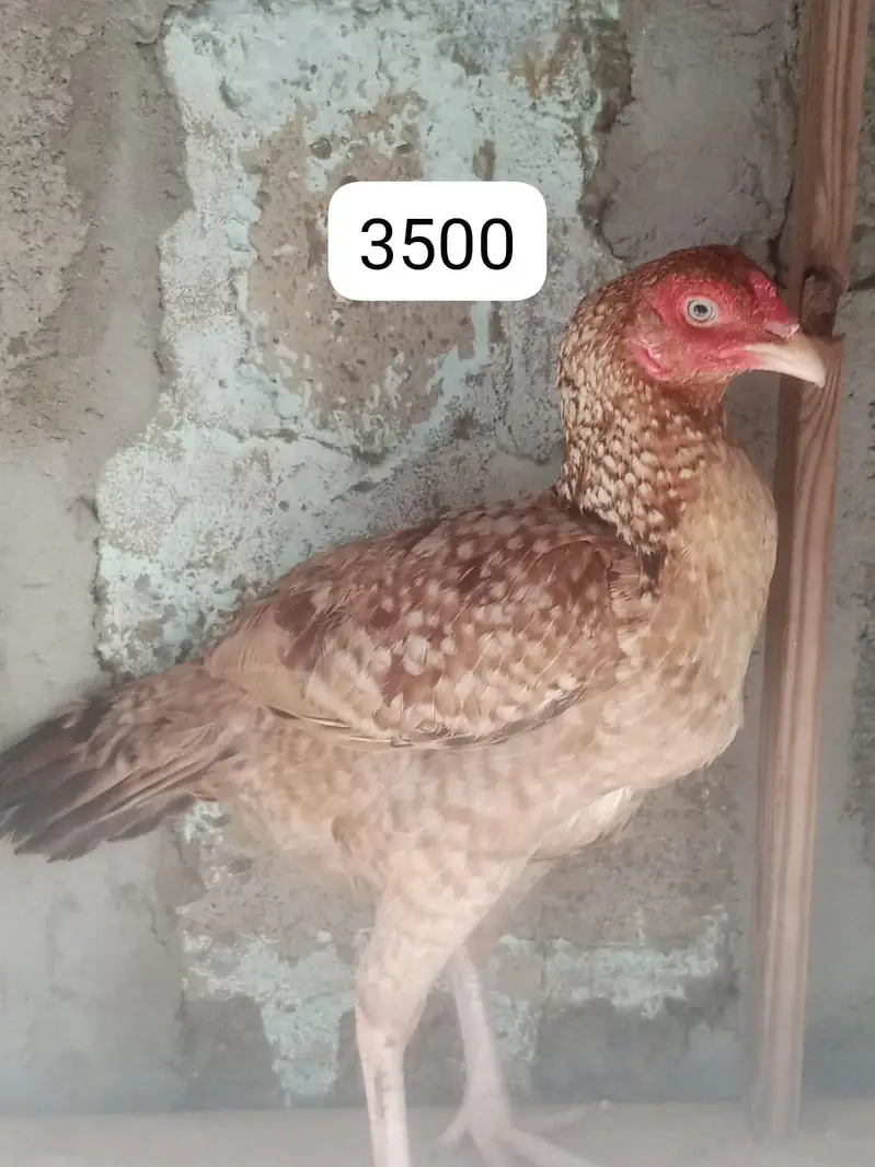 Aseel murgha and murghi for sale — photo 4