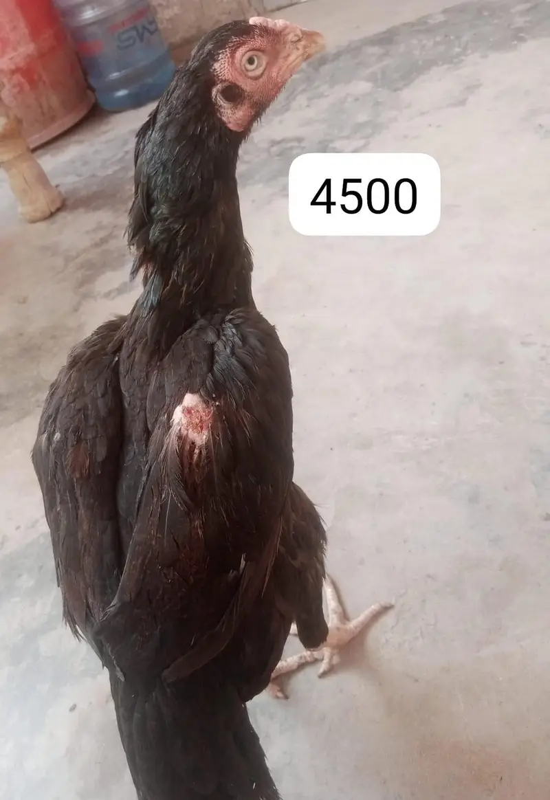 Aseel murgha and murghi for sale — photo 5