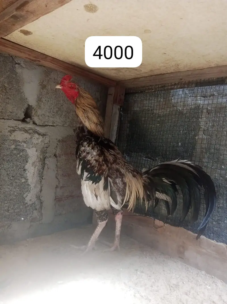 Aseel murgha and murghi for sale — photo 7