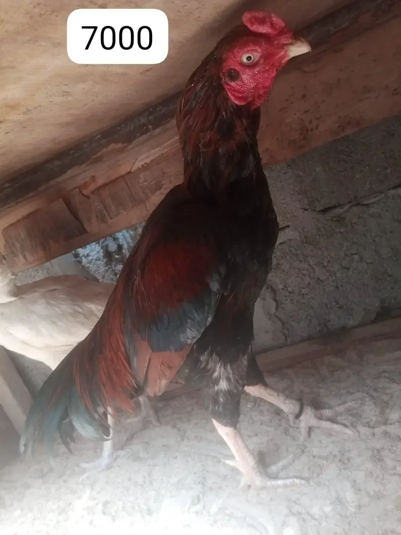 Aseel murgha and murghi for sale — photo 8