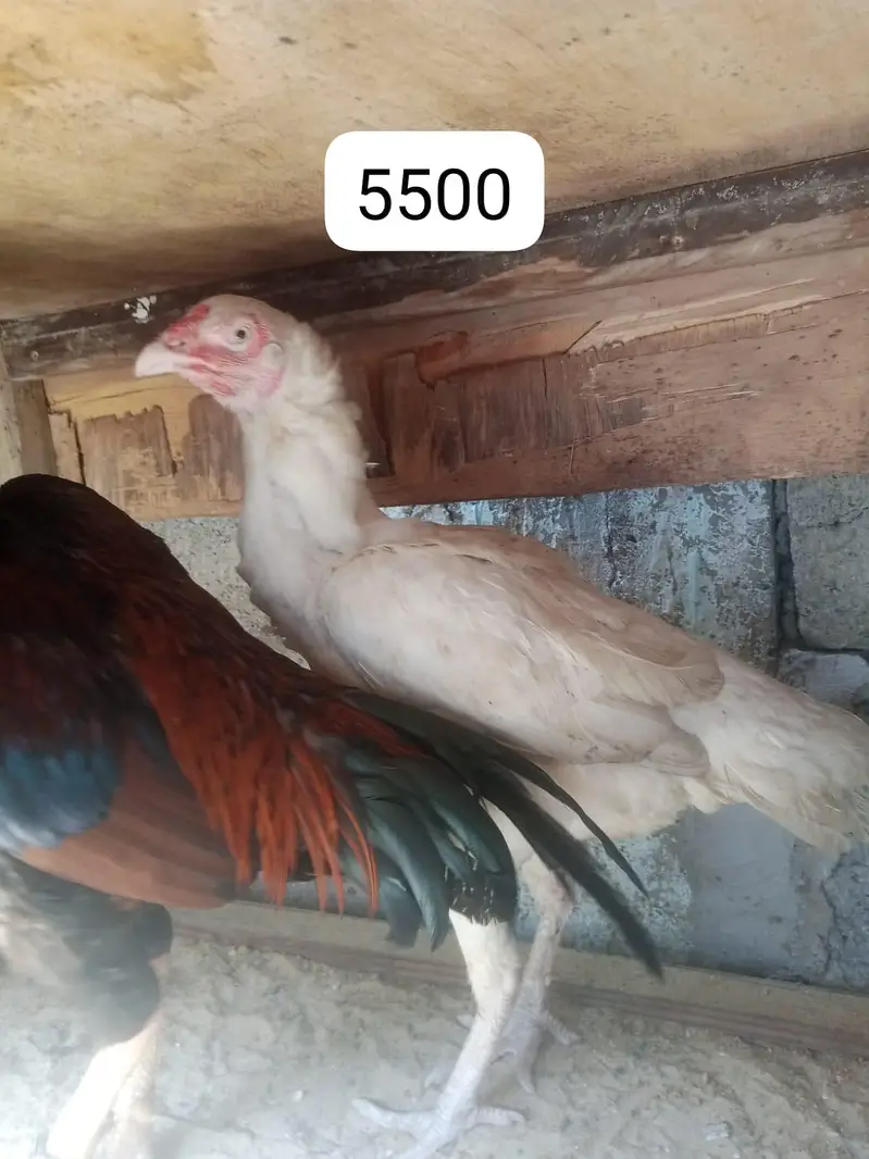 Aseel murgha and murghi for sale — photo 9