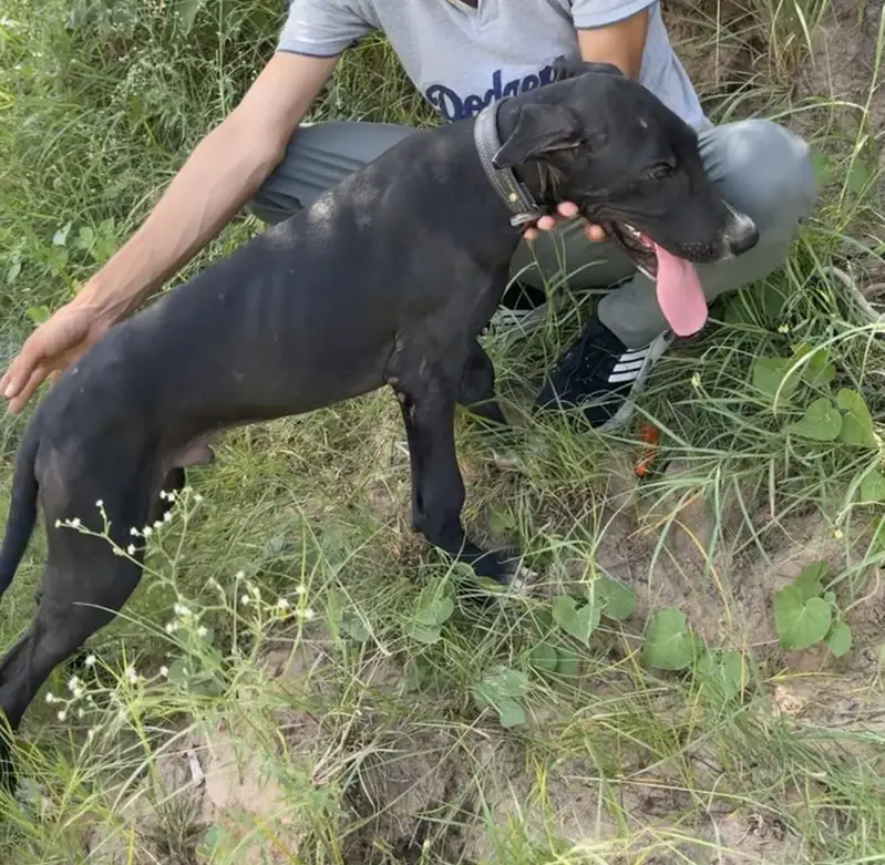 Nagi bully — photo 2