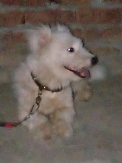 Dog for sale