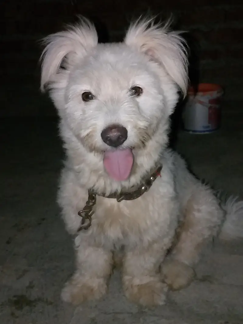 Dog for sale — photo 2