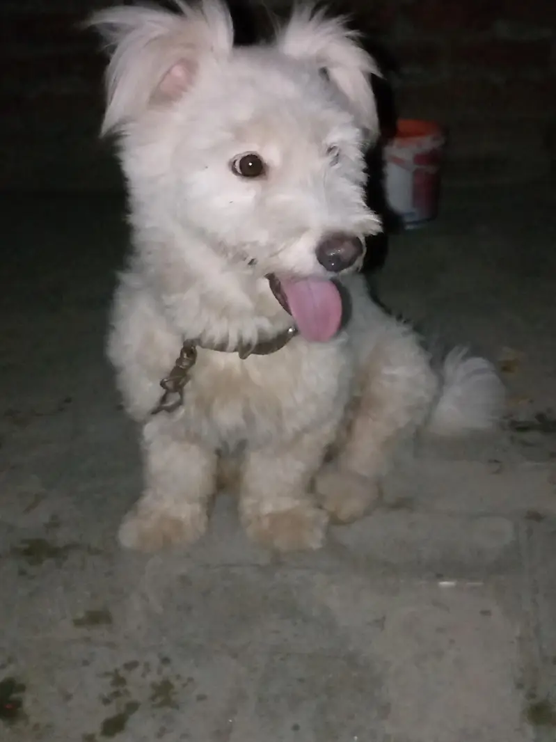 Dog for sale — photo 3