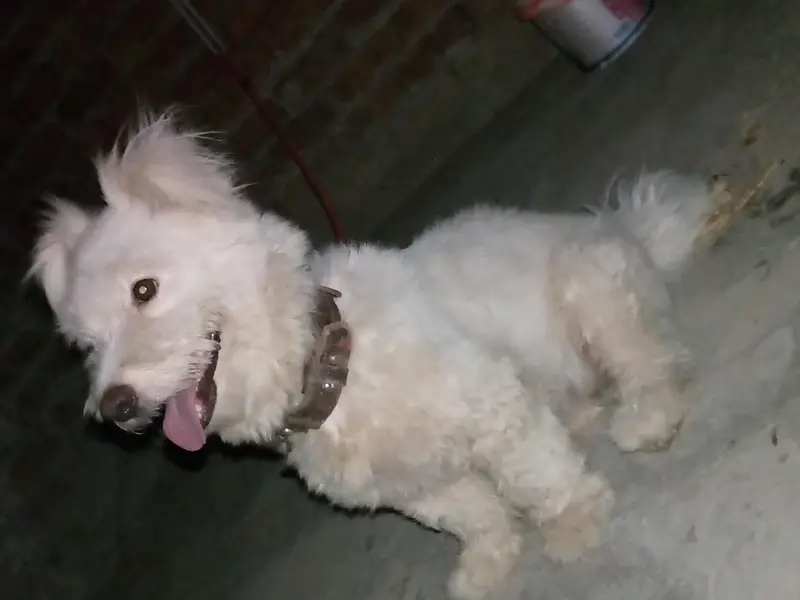 Dog for sale — photo 4
