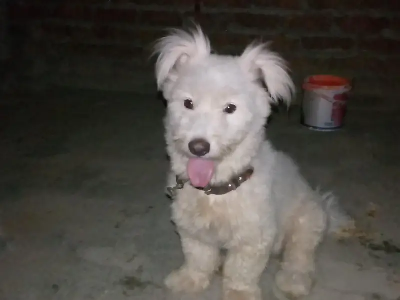 Dog for sale — photo 5