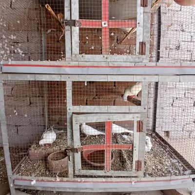 7 doves availible