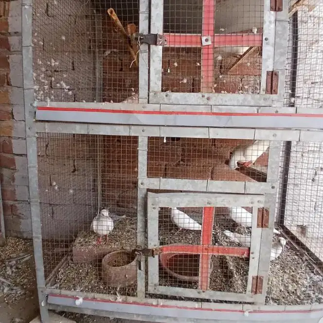 7 doves availible — photo 2