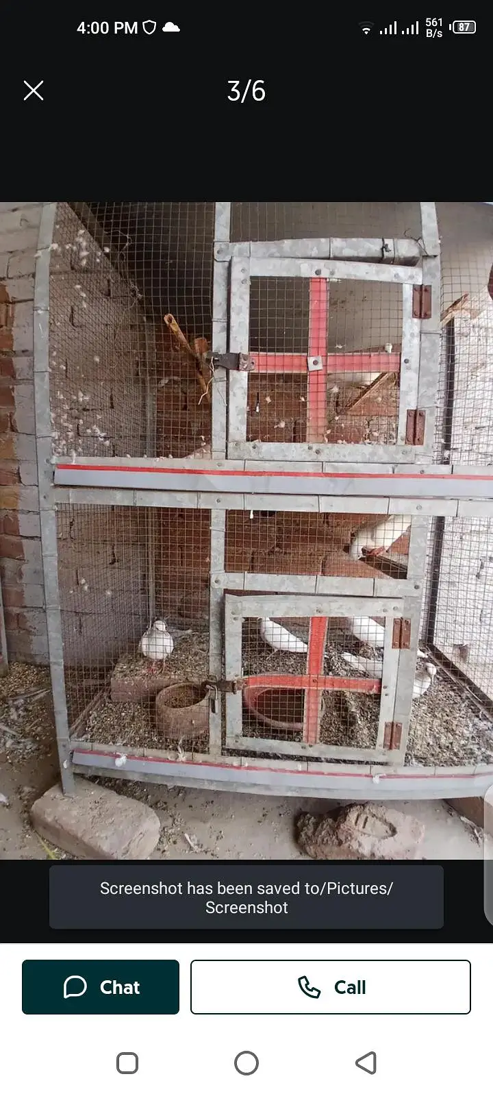 7 doves availible — photo 3