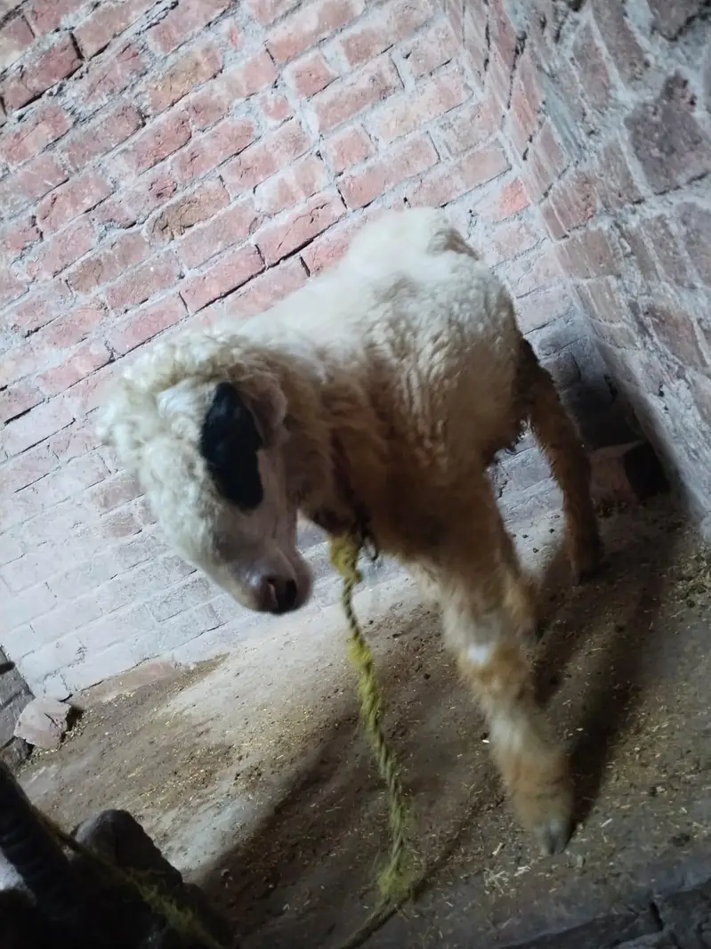 urgent 03224503048