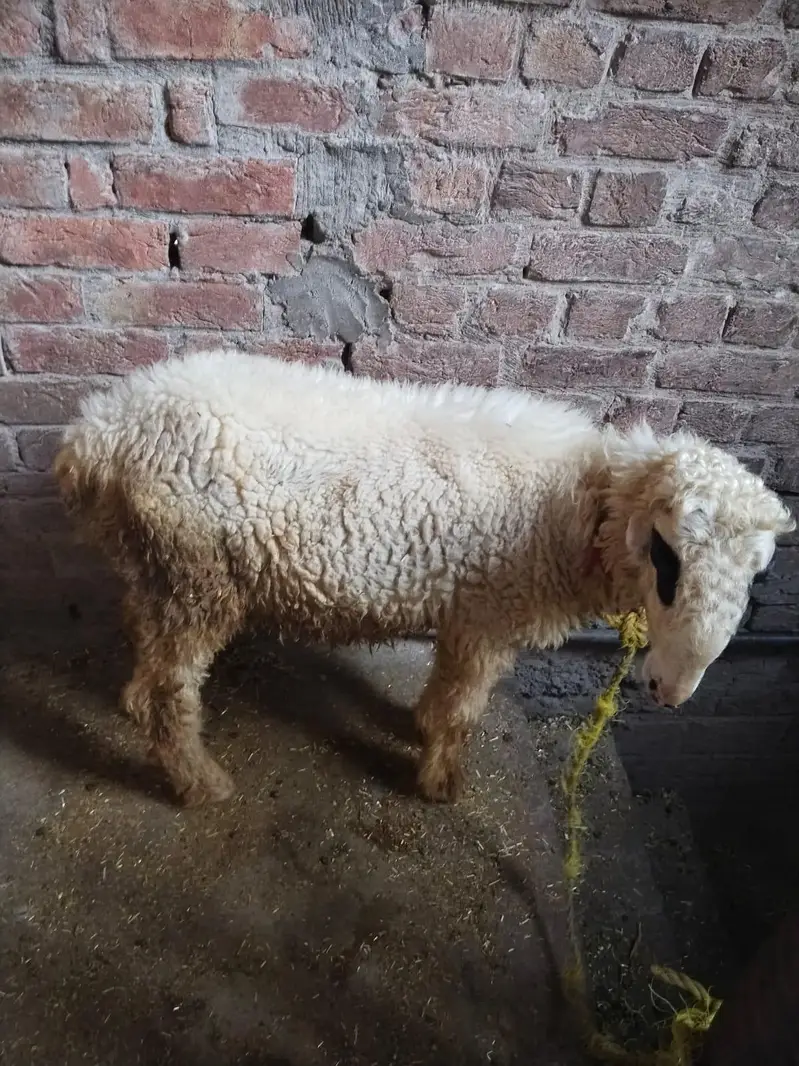 urgent 03224503048 — photo 3