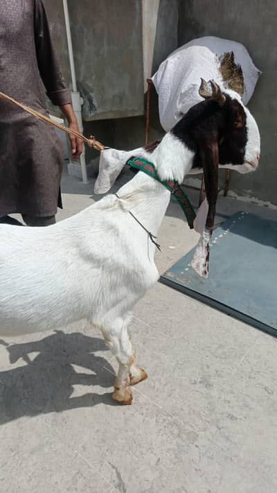 Bakri for sell