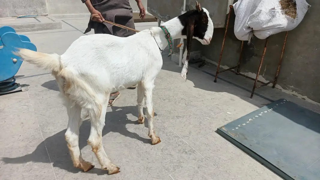 Bakri for sell — photo 2