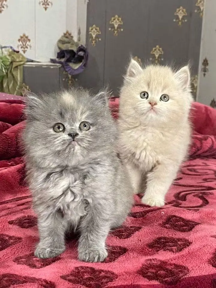 Persian kittens triple coat for sale contact WhatsApp 03716930454 — photo 4