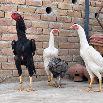 Top Quality German Oh shamo| King Shamo| Trio Breeder |  set