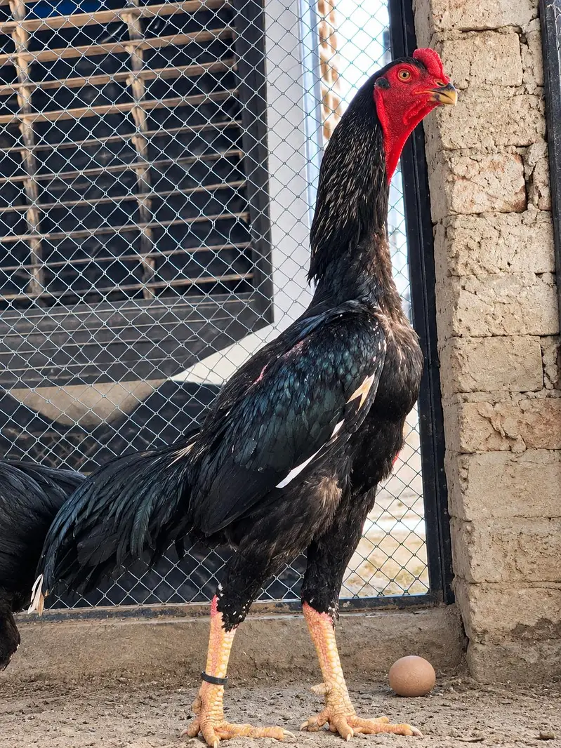 Top Quality German Oh shamo| King Shamo| Trio Breeder |  set — photo 5