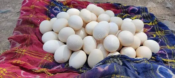 ghar ki murghion k Desi eggs available