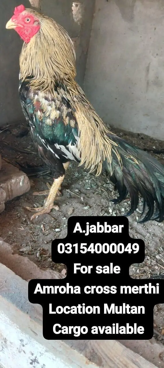 amroha cross merthi high quality — photo 2
