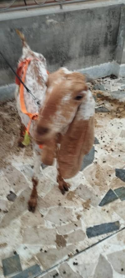 Makhi Cheeni Bakri + 2 male babies