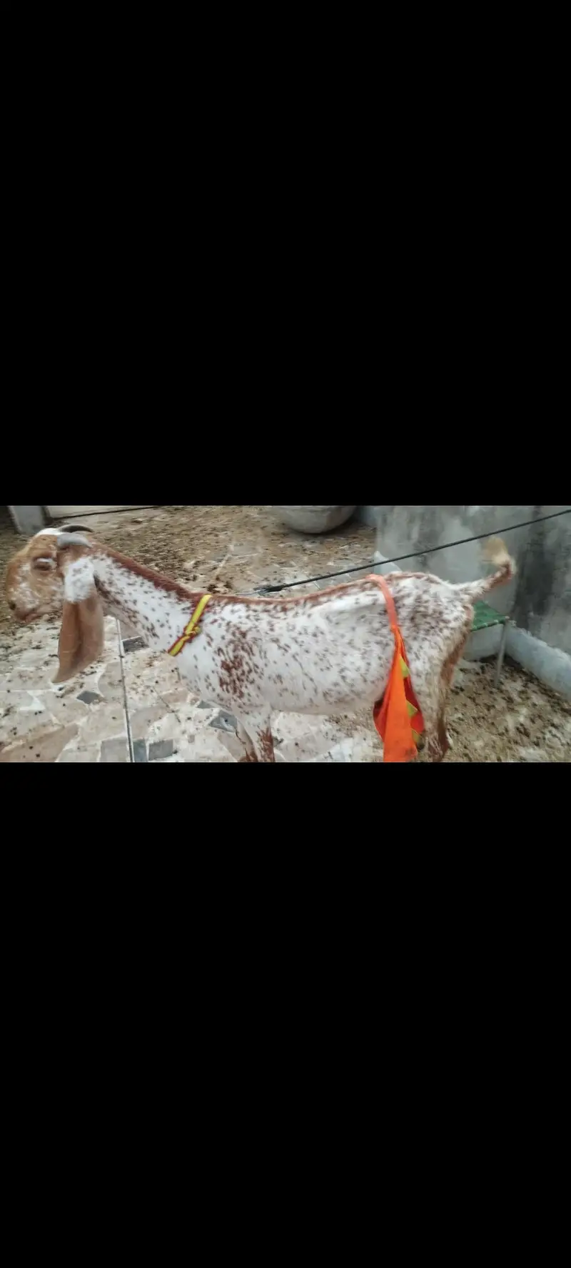 Makhi Cheeni Bakri + 2 male babies — photo 3