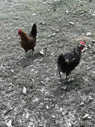 Golden misri egg laying hens