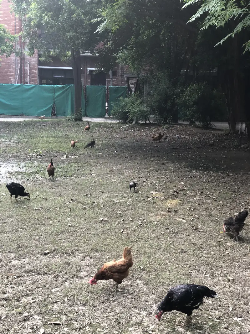 Golden misri egg laying hens — photo 2