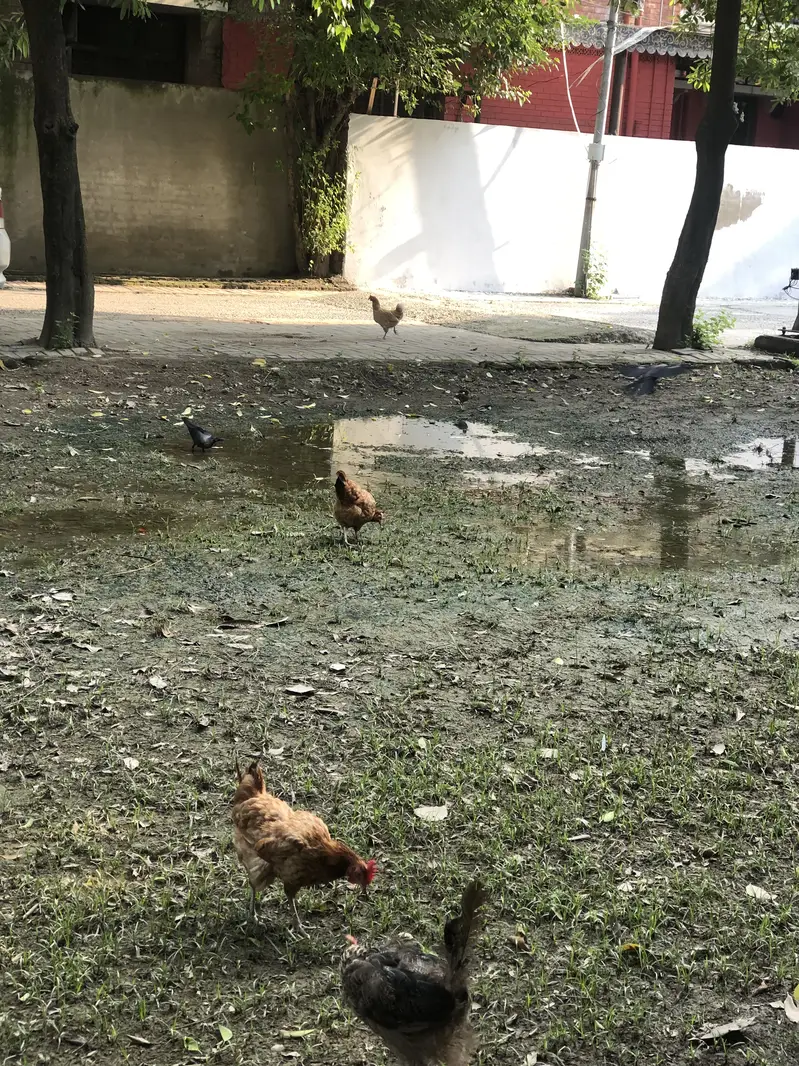 Golden misri egg laying hens — photo 3