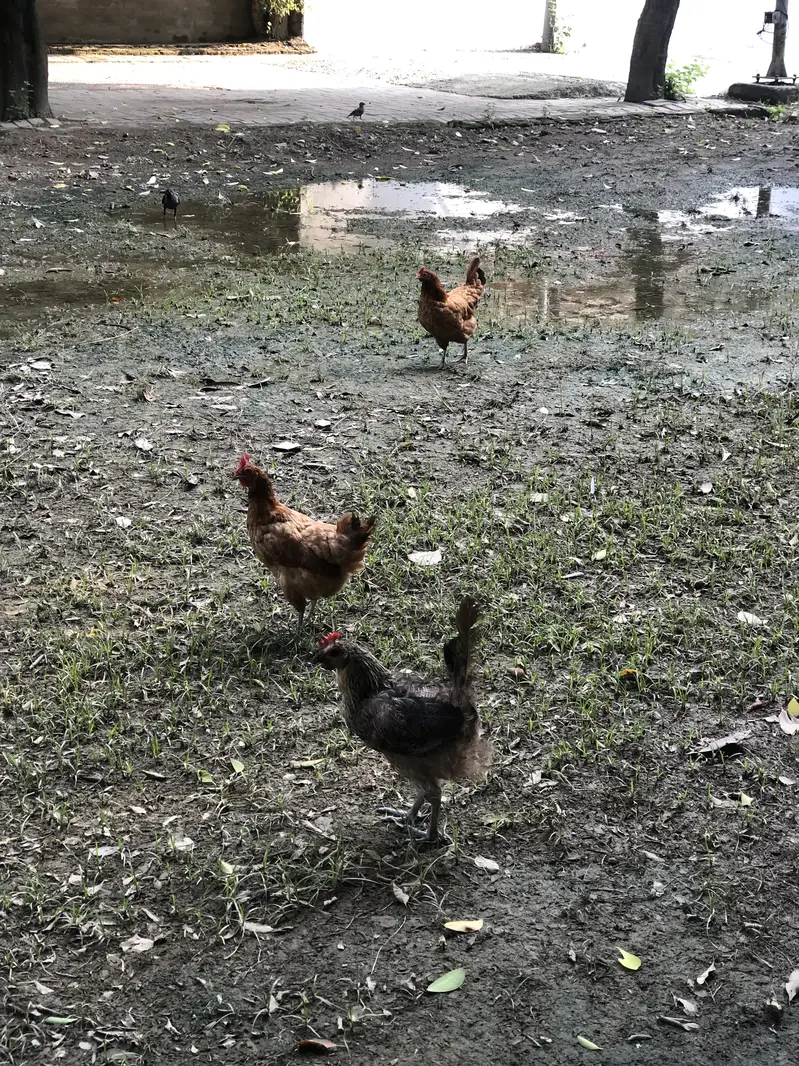 Golden misri egg laying hens — photo 4