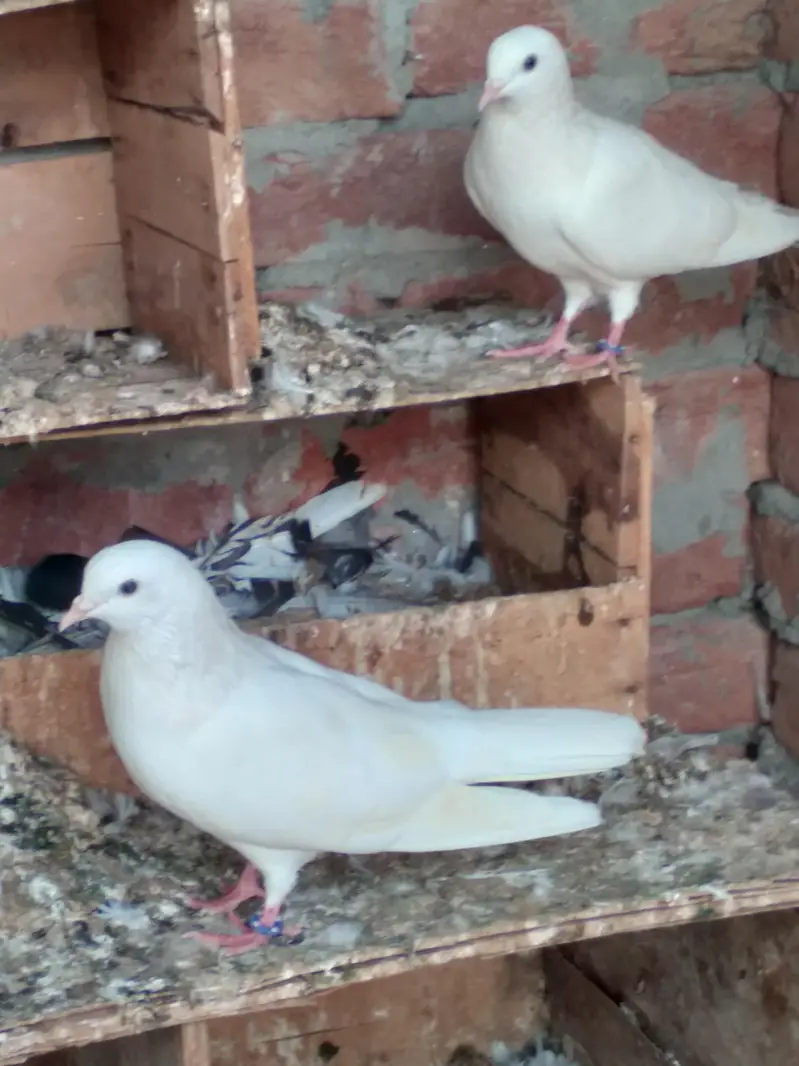 low flyer pigeon pair