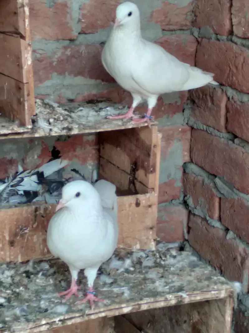 low flyer pigeon pair — photo 2