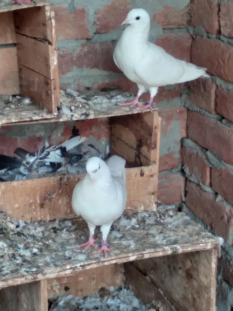 low flyer pigeon pair — photo 3