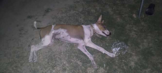 gultair x tazii cross dog